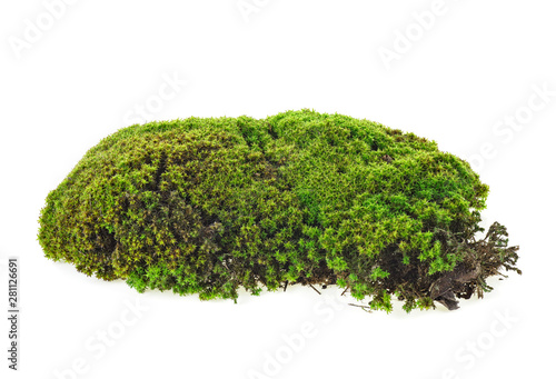 Green moss isolated on white background, closeup. Macro. Full focus.