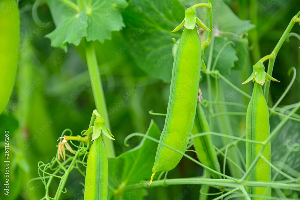 Pods of green peas on a green blurred background. Pods of green peas on a green blurred background.