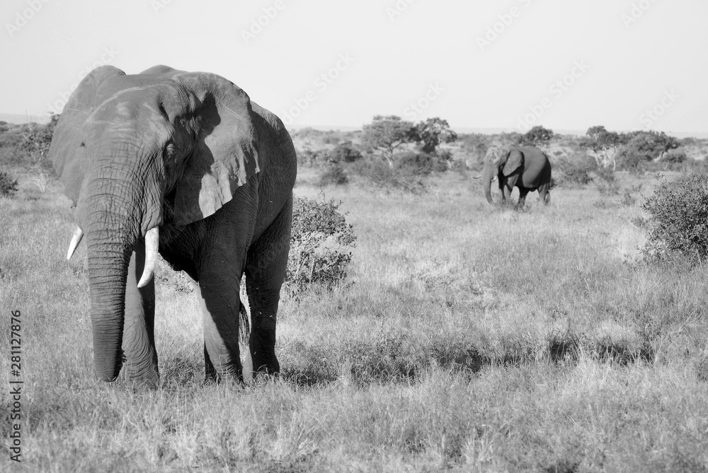 African elephants are elephants of the genus Loxodonta. The genus