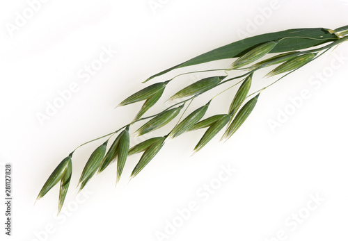 Fotografia Gruener, Hafer, Avena, sativa