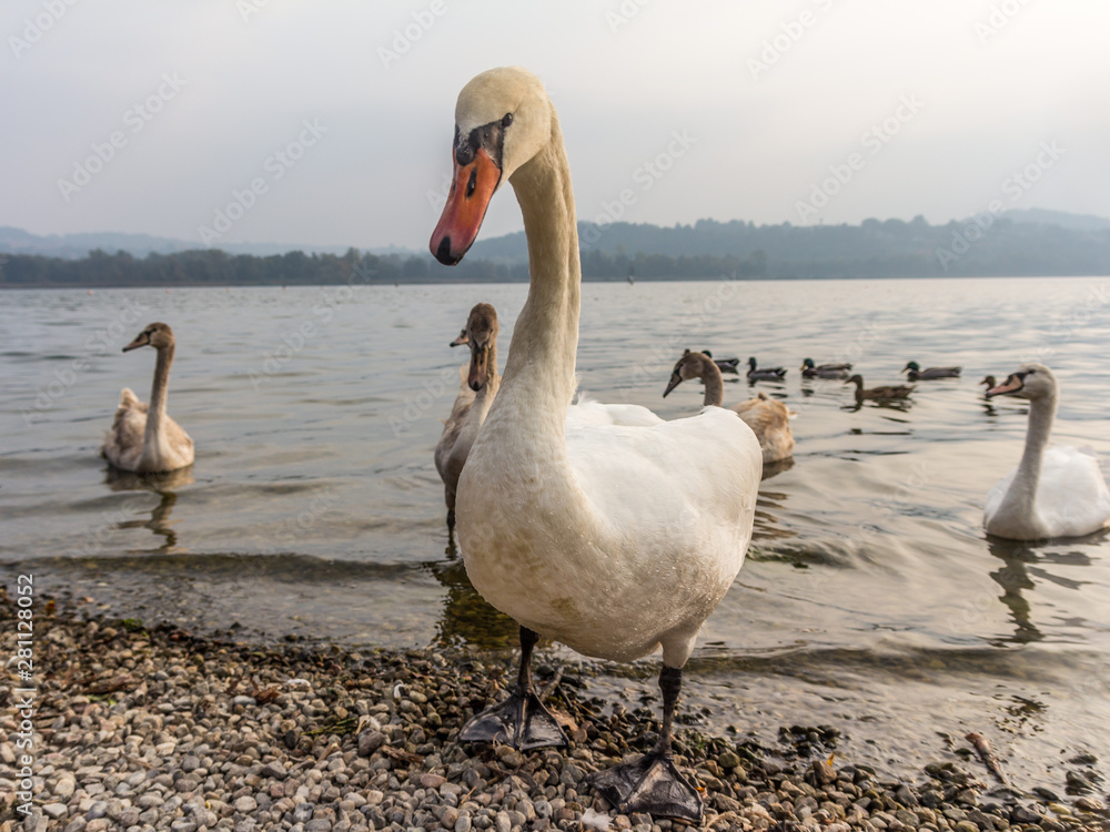 Fototapeta premium Swans in the Varese's lake, lombardy