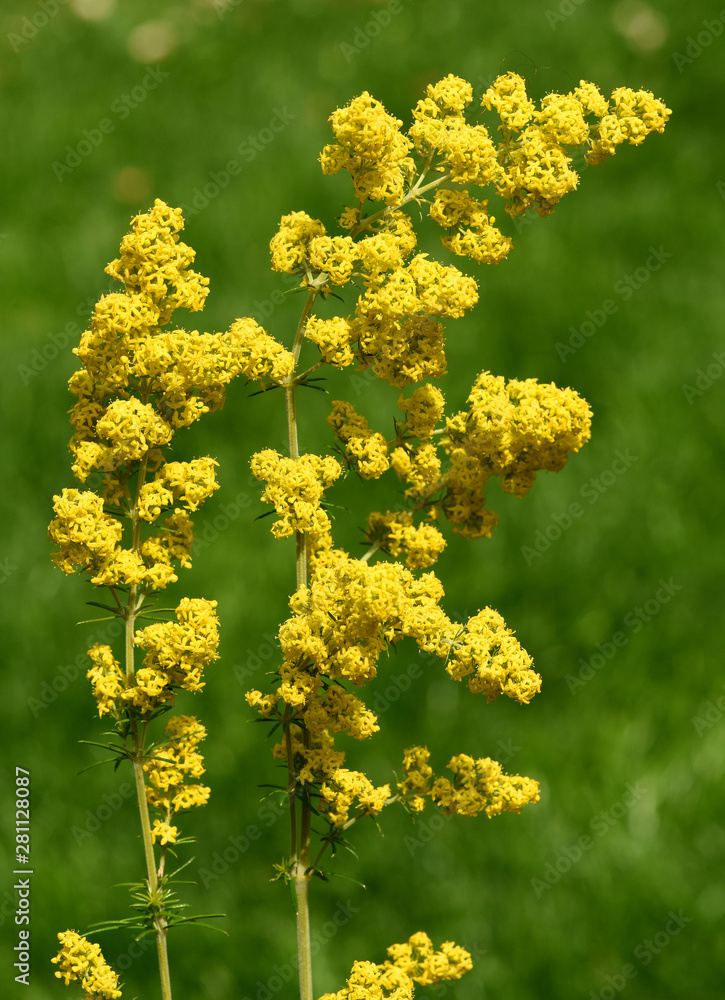 Labkraut, Galium, Verum, Echtes, Labkraut, Galium, Verum, Echtes,