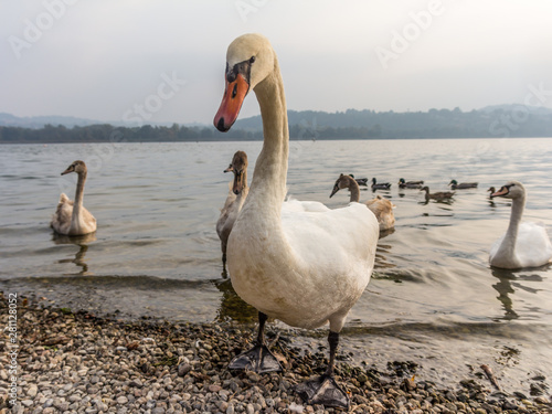 Swans in the Varese's lake, lombardy