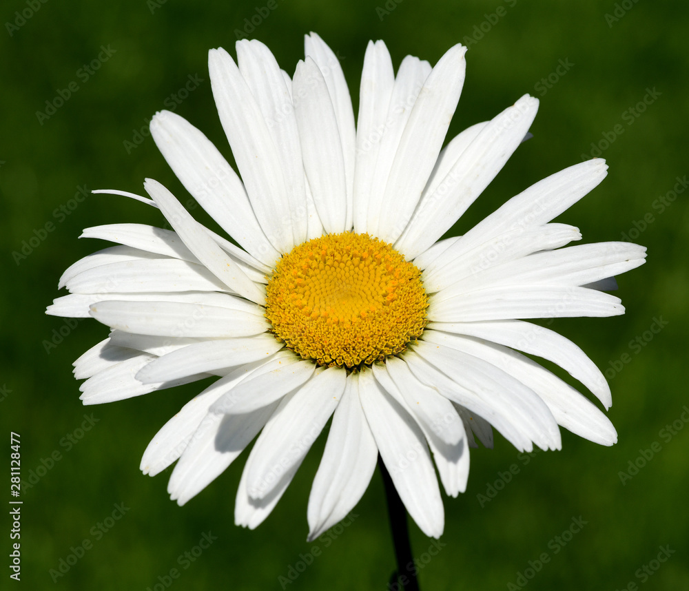 Fototapeta premium Sommer Margerite, Leucanthemum, maximum