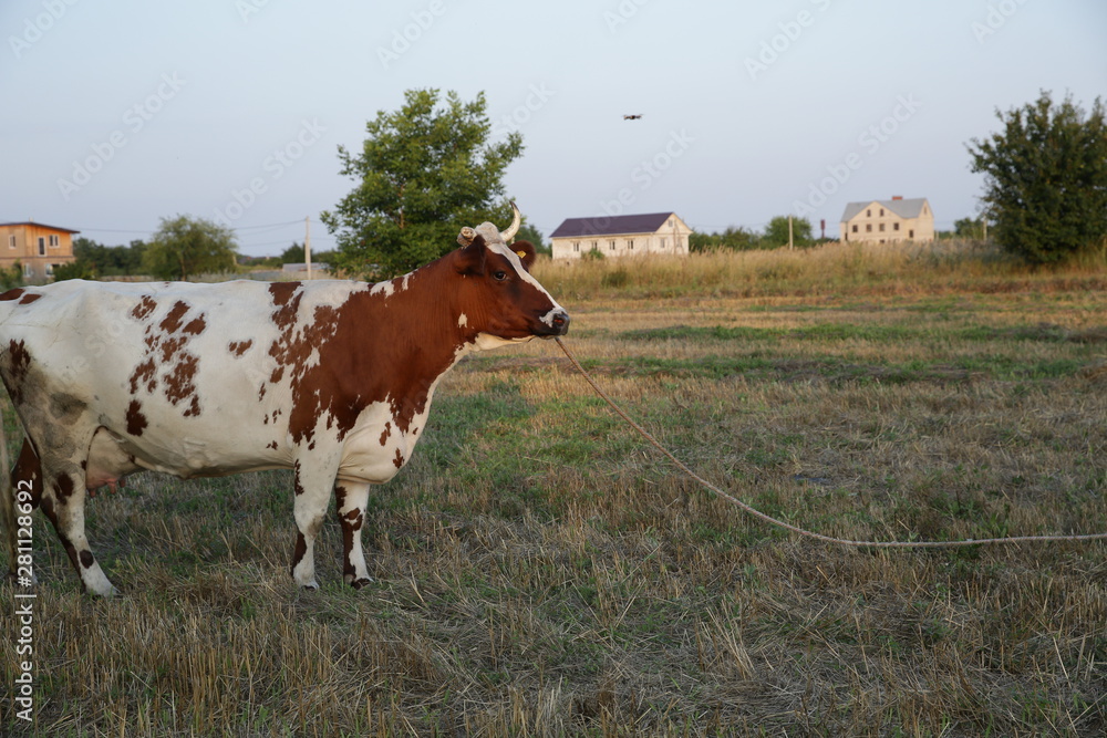 a big beautiful white cow with brown spots and a big udder on a meadow ...