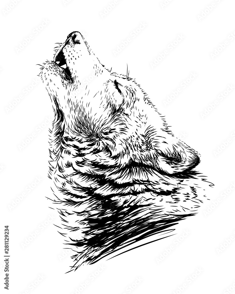 Fototapeta The wolf howls.Sketchy, graphical,  portrait of a wolf head on a white background.