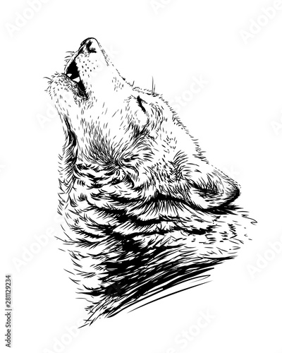 The wolf howls.Sketchy, graphical,  portrait of a wolf head on a white background.