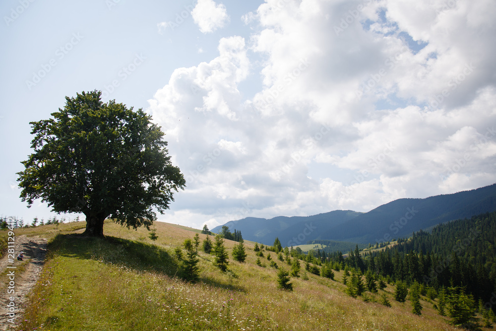 Carpathian landscape. Hiking. Rural landscape in Carpatians. Beech tree, coniferous forest and beautiful sky. Panorama of mountains from Mount Kostrycha, Vorohta, Ivano-Frankovsk distrikt, Ukraine