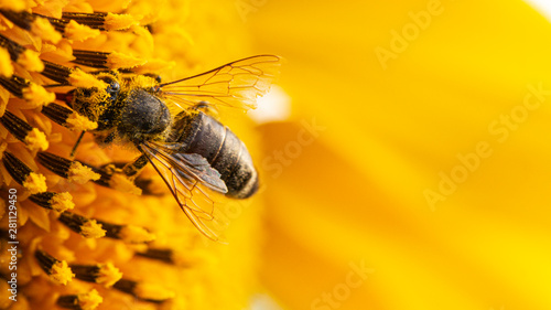 Fotografia Bee in a yellow pollen, collects sunflower nectar