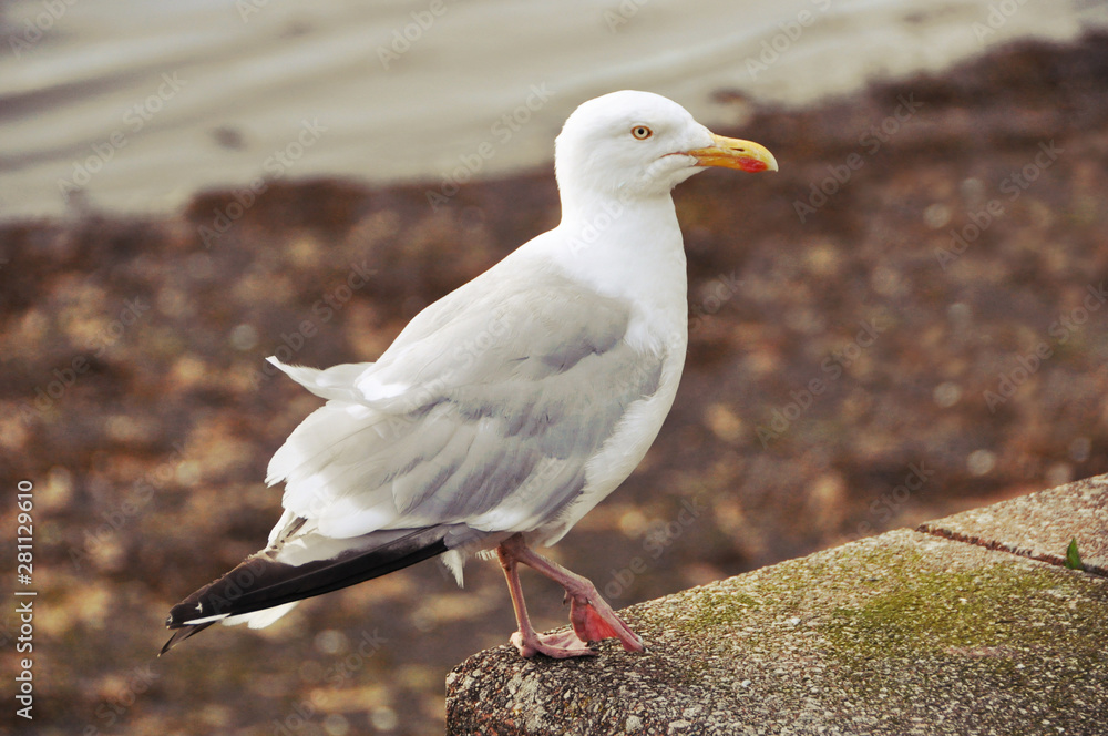 Fototapeta premium Goéland sur le port