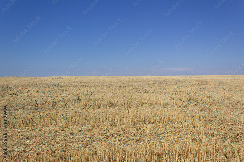 farm yellow wheat field landscape and blue sky farm yellow wheat field landscape and blue sky