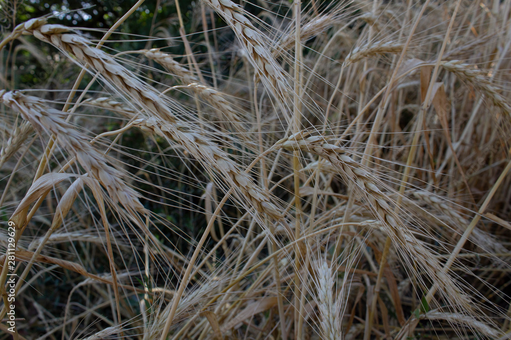 close up of ripe coen of ears of wheat on farm countryside land 
