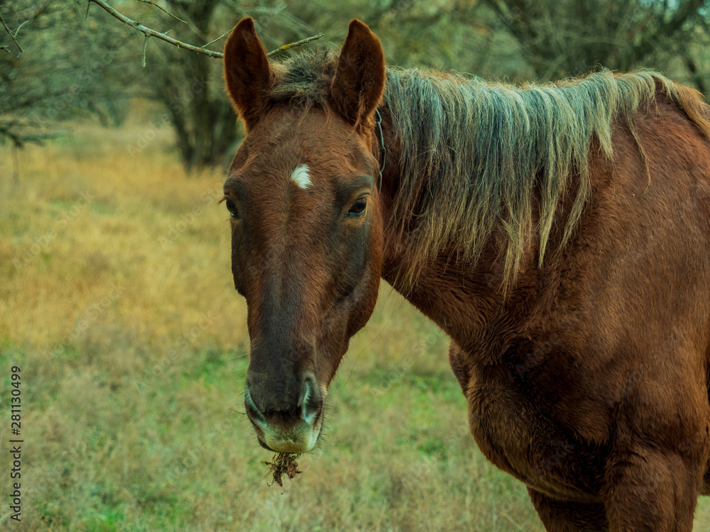 Fototapeta premium Old sick dying horse grazes in forest