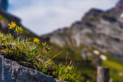 Alpen Wundklee (Anthyllis alpestris)  photo