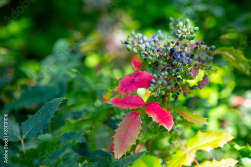 red butte garden colorful flowers blueberry red leaves autumn gradient plant