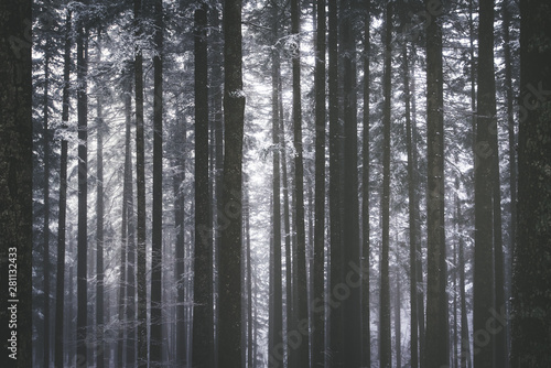tronchi alberi innevati e ghiacciati