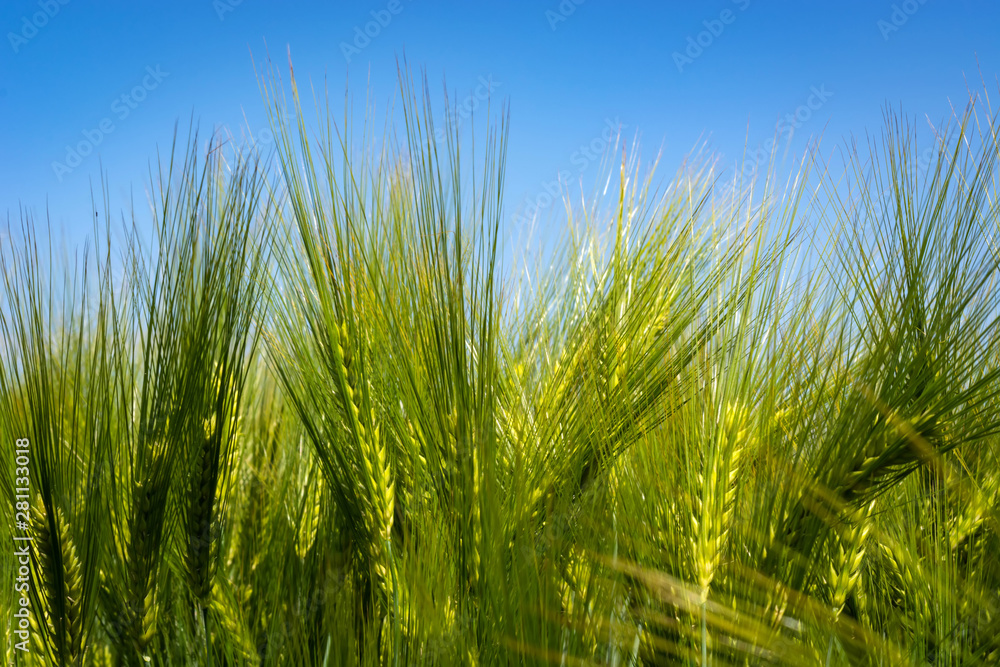 spikelets of green brewing barley in a field.