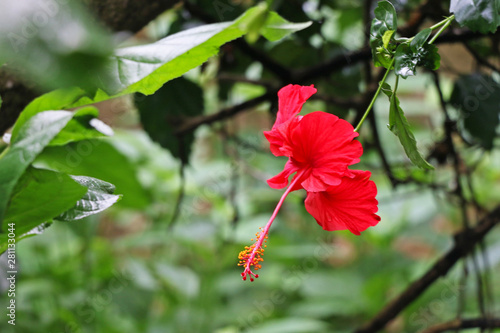 Rosemallows or Hibiscus in the Tree stock photo