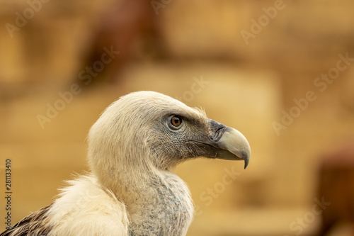 Gros plan sur un vautour fauve au zoo de Dou  -la-Fontaine