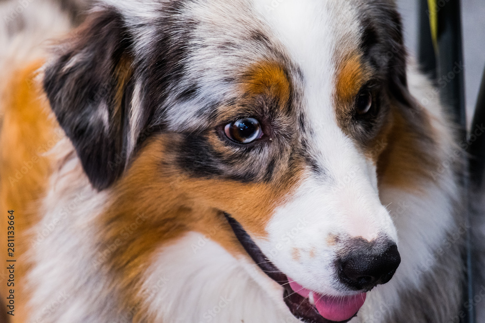 The intense gaze of an Australian shepherd with two-colored eyes