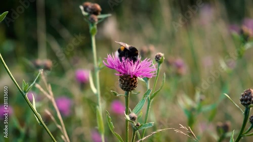 Wallpaper Mural A small fluffy striped bumblebee collects nectar sitting on a pink flower in a meadow on a summer day. Torontodigital.ca