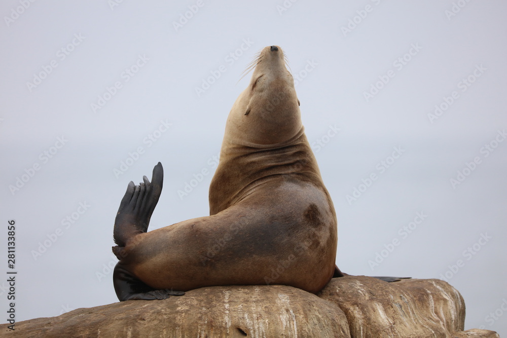 Fototapeta premium California Sea Lion