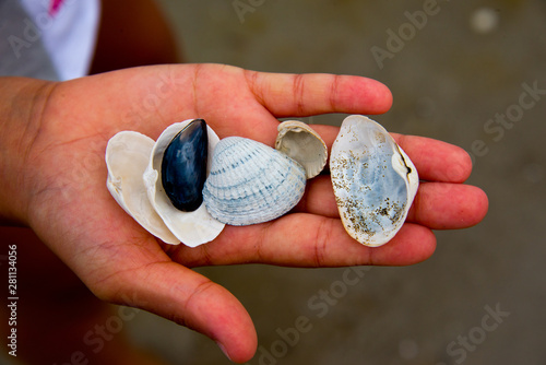 collected seashells in child's hand at beach of baltic sea, mecklenburg western pomerania, germany