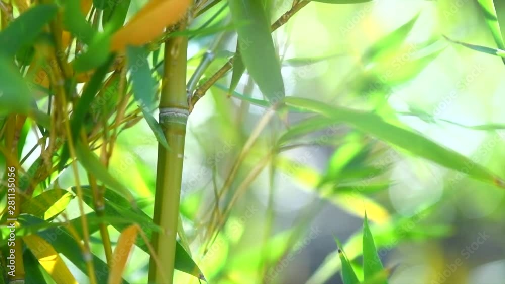 Bamboo forest. Growing bamboo in japanese garden swaying on wind. Slow motion. 4K UHD video 3840x2160 Bamboo forest. Growing bamboo in japanese garden swaying on wind. Slow motion. 4K UHD video 3840x2160