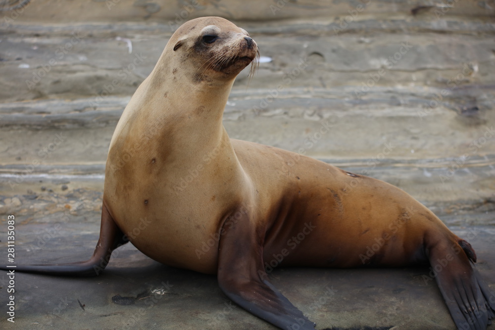Fototapeta premium California Sea Lion