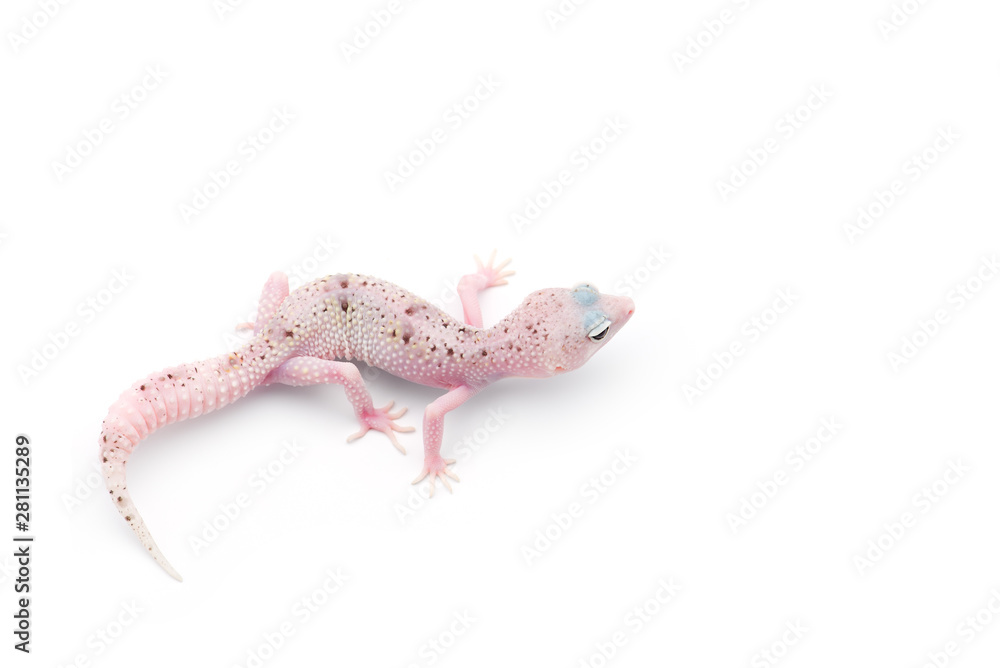 Naklejka premium The common leopard gecko isolated on white background 