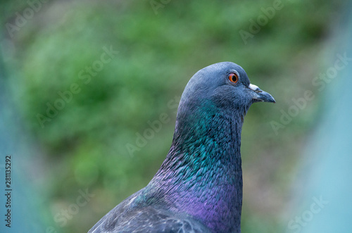 Beatiful pigeon with fantastic colors