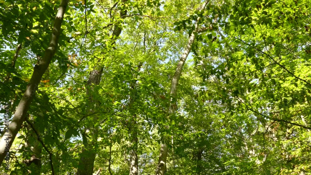 One minute shot of broadleaf forest in the sun and birds flying sporadically One minute shot of broadleaf forest in the sun and birds flying sporadically