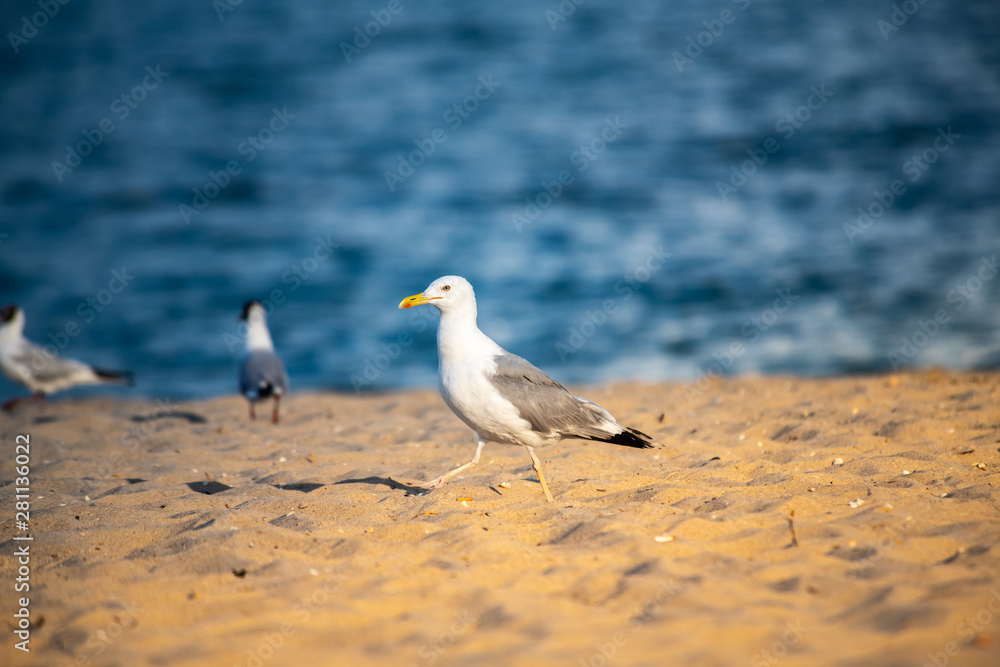 Nice big seagull on sea coast nature birds fauna 
