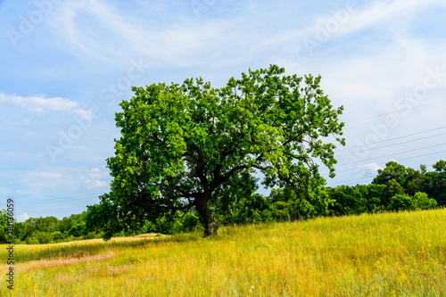 Wallpaper Mural Lonely oak tree at a meadow on summer Torontodigital.ca