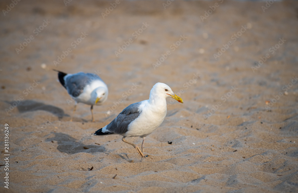 Fototapeta premium Nice big seagull on sea coast nature birds fauna 