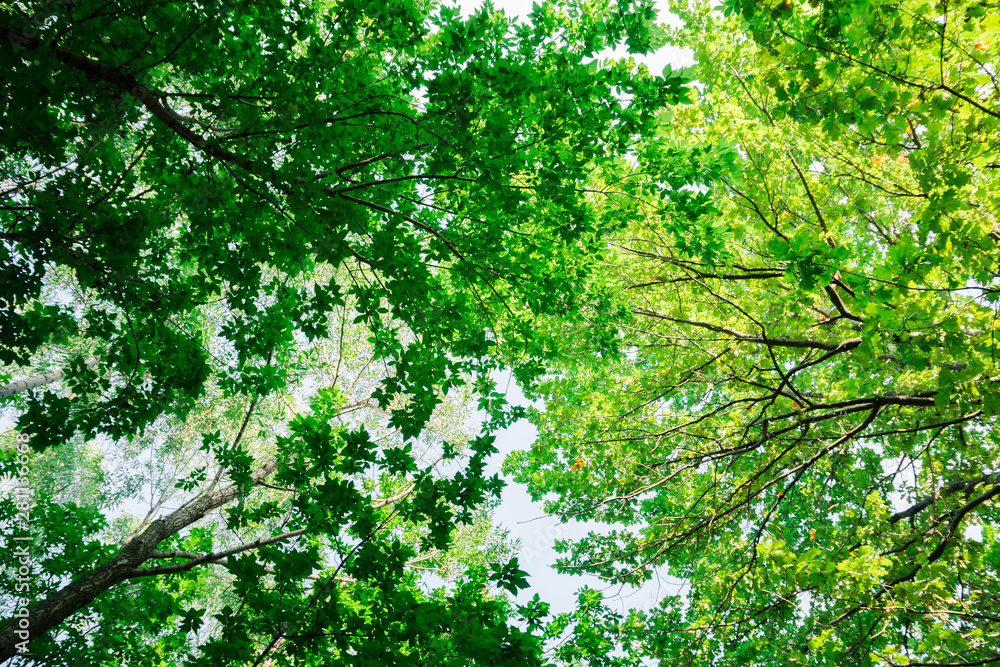 green forest nature background in a sunny day green forest nature background in a sunny day