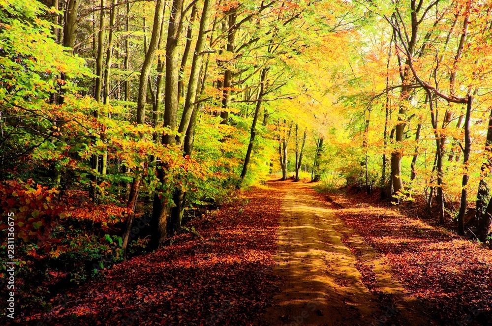 Ground road covered with foliage at autumn day