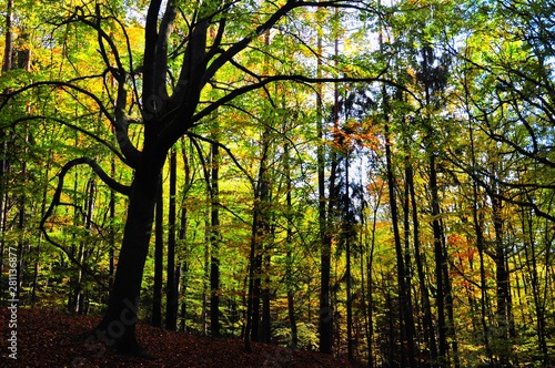 Creepy broad leaf trees forest at autumn / fall daylight