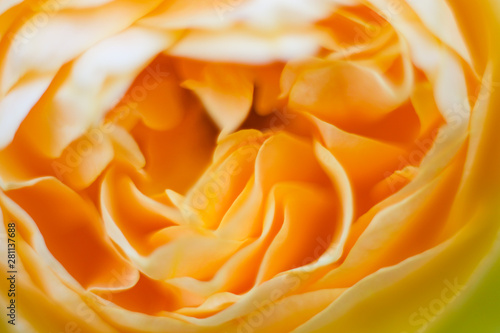 Yellow rose close up macro picture of petals