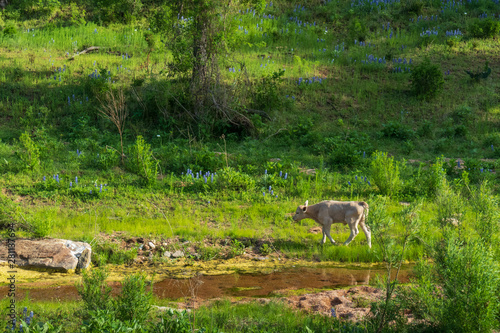 Bluebonnet field with stream and tan colored calf