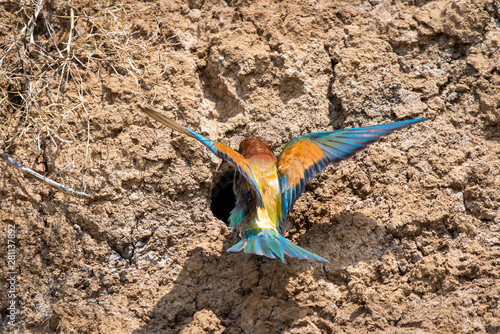 European Bee-eater or Merops apiaster on ground near hole nest