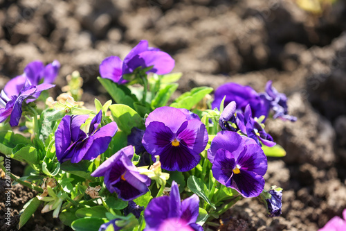 Beautiful blooming flowers in garden