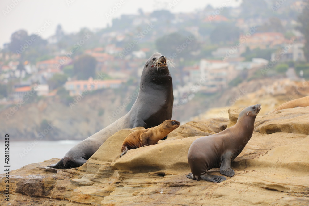 Fototapeta premium Kalifornijski lew morski