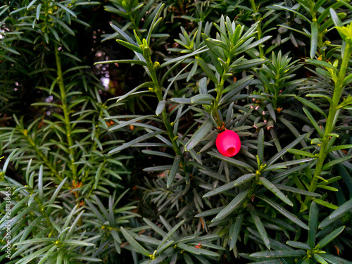 Coniferous Taxus baccata plant with red berries on green branches