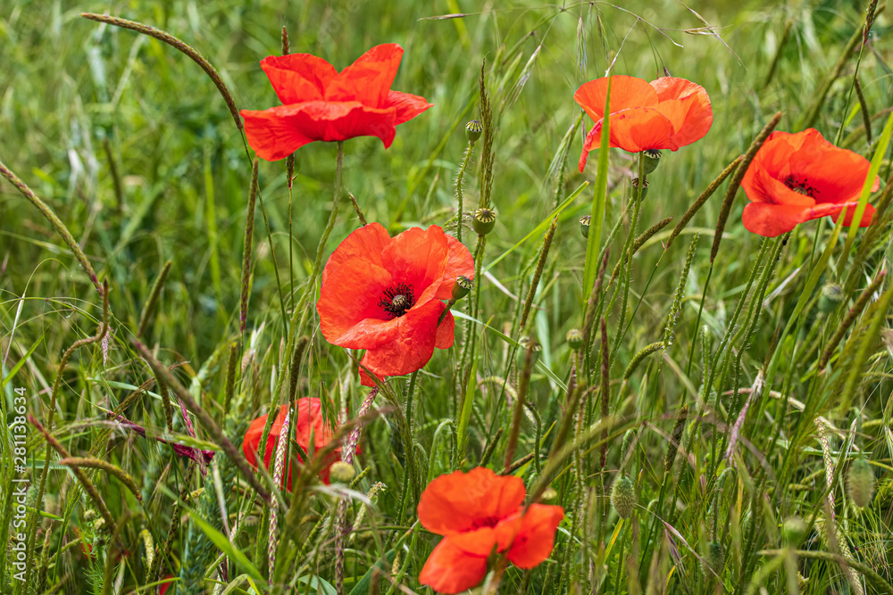 Fototapeta premium Mohnblumen 41