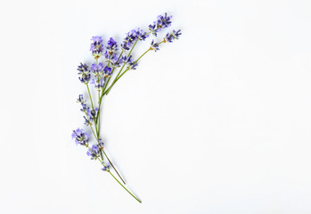 Beautiful lavender flowers on white background