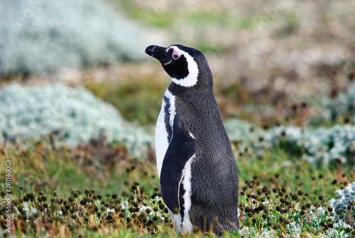 Magellan Penguins (order Sphenisciformes, family Spheniscidae) are a group of aquatic, flightless birds living almost exclusively in the southern hemisphere, especially in Antarctica. photo