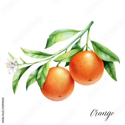 Isolated two oranges on a branch. Watercolor illustrartion of citrus tree with leaves and blossoms.