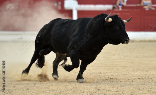 bullfight in spain with black bull