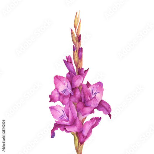Watercolor pink garden gladiolus flower. Isolated hand drawn illustration. Elegant botanical drawing for decor, invitations, package design.